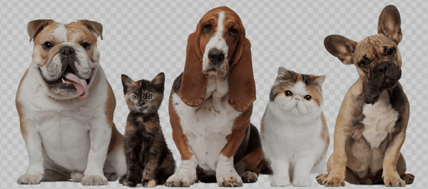 Raining Cats and Dogs - Millieloveslily.com