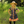 Navy Sunflowers Button-Up A-Line Dress - Millieloveslily.com